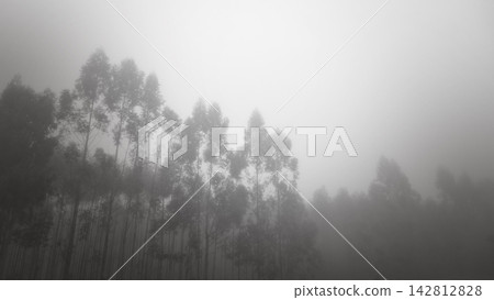 Trees amidst winter fog; a fantastic landscape of large trees shrouded in dense winter mist in Brazil, selective focus. Trees amidst winter fog; a fantastic landscape of large trees shrouded in dense winter mist in Brazil, selective focus. 142812828