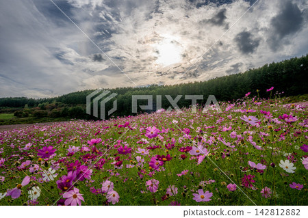 Engaru Town: A garden of cosmos flowers in full bloom. Engaru Town: A garden of cosmos flowers in full bloom. 142812882