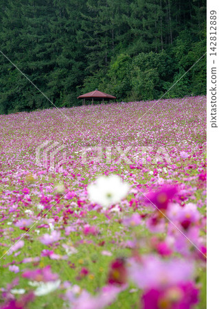 恩加魯鎮：波斯菊盛開的花園。 142812889