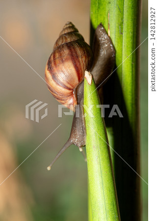 African snail, details of an African snail specimen walking on foliage in the garden, selective focus. African snail, details of an African snail specimen walking on foliage in the garden, selective focus. 142812927