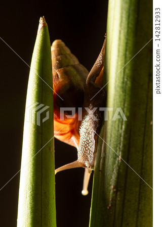 African snail, details of an African snail specimen walking on foliage in the garden, selective focus. African snail, details of an African snail specimen walking on foliage in the garden, selective focus. 142812933