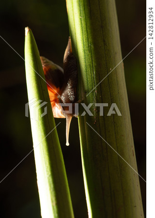 African snail, details of an African snail specimen walking on foliage in the garden, selective focus. African snail, details of an African snail specimen walking on foliage in the garden, selective focus. 142812934