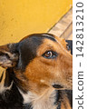 Dog in Brasil,  a beautiful and expressive mixed-breed dog in Brazil, selective breeding. 142813210