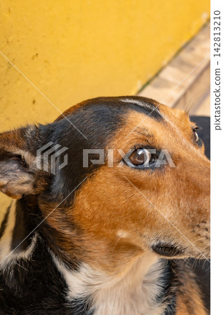 Dog in Brasil, a beautiful and expressive mixed-breed dog in Brazil, selective breeding. Dog in Brasil, a beautiful and expressive mixed-breed dog in Brazil, selective breeding. 142813210