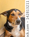 Dog in Brasil,  a beautiful and expressive mixed-breed dog in Brazil, selective breeding. 142813211