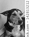 Dog in Brasil,  a beautiful and expressive mixed-breed dog in Brazil, selective breeding. 142813212