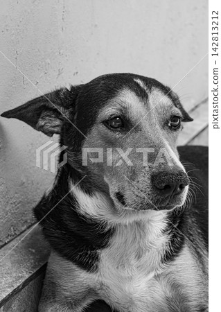 Dog in Brasil, a beautiful and expressive mixed-breed dog in Brazil, selective breeding. Dog in Brasil, a beautiful and expressive mixed-breed dog in Brazil, selective breeding. 142813212