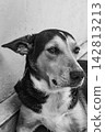 Dog in Brasil,  a beautiful and expressive mixed-breed dog in Brazil, selective breeding. 142813213