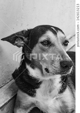 Dog in Brasil, a beautiful and expressive mixed-breed dog in Brazil, selective breeding. Dog in Brasil, a beautiful and expressive mixed-breed dog in Brazil, selective breeding. 142813213