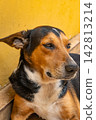 Dog in Brasil,  a beautiful and expressive mixed-breed dog in Brazil, selective breeding. 142813214
