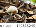 Mushroom, a beautiful mushroom in a small forest in Brazil, selective focus. 142813245
