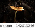 Mushroom, a beautiful mushroom in a small forest in Brazil, selective focus. 142813246