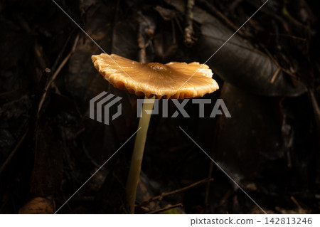 Mushroom, a beautiful mushroom in a small forest in Brazil, selective focus. Mushroom, a beautiful mushroom in a small forest in Brazil, selective focus. 142813246