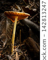Mushroom, a beautiful mushroom in a small forest in Brazil, selective focus. 142813247
