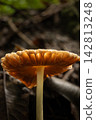 Mushroom, a beautiful mushroom in a small forest in Brazil, selective focus. 142813248