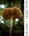 Mushroom, a beautiful mushroom in a small forest in Brazil, selective focus. 142813249