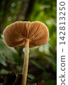 Mushroom, a beautiful mushroom in a small forest in Brazil, selective focus. 142813250