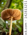 Mushroom, a beautiful mushroom in a small forest in Brazil, selective focus. 142813251