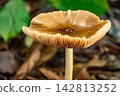 Mushroom, a beautiful mushroom in a small forest in Brazil, selective focus. 142813252
