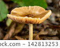 Mushroom, a beautiful mushroom in a small forest in Brazil, selective focus. 142813253