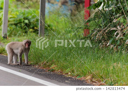 Japanese macaques crossing the road (Fukaura Town, Aomori Prefecture) Japanese macaques crossing the road (Fukaura Town, Aomori Prefecture) 142813474