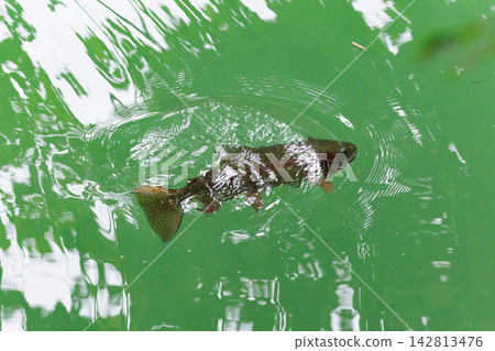 以水面漂浮昆蟲為食的虹鱒魚。 142813476