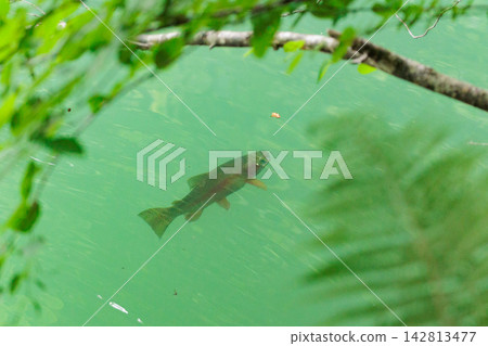 以水面漂浮昆蟲為食的虹鱒魚。 以水面漂浮昆蟲為食的虹鱒魚。 142813477