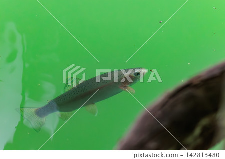 Rainbow trout that feed on insects floating on the water's surface. Rainbow trout that feed on insects floating on the water's surface. 142813480