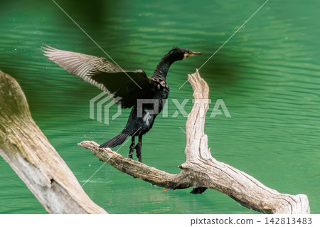 Great cormorants in the pond at Keitojo (Aomori Prefecture) Great cormorants in the pond at Keitojo (Aomori Prefecture) 142813483