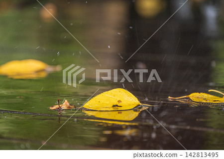 落葉在雨中濕潤 落葉在雨中濕潤 142813495