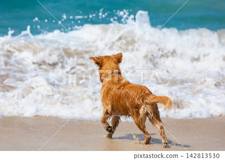 Happy golden retriever have fun on the beach. Run across the sea edge and happy play. Capturing joy, energy, and the excitement of a playful beach adventure. Happy golden retriever have fun on the beach. Run across the sea edge and happy play. Capturing joy, energy, and the excitement of a playful beach adventure. 142813530