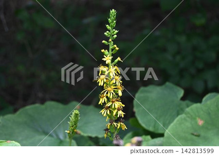 The beautiful yellow flower raceme of Ligularia fischeri grows wild in the mountainous regions of Honshu, Shikoku, and Kyushu. The beautiful yellow flower raceme of Ligularia fischeri grows wild in the mountainous regions of Honshu, Shikoku, and Kyushu. 142813599