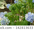 Blue hydrangea 142813633