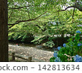 Landscape with blue hydrangeas 142813634