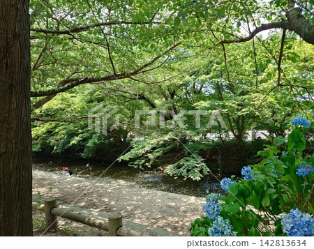 Landscape with blue hydrangeas Landscape with blue hydrangeas 142813634