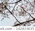 Sakura taking spring sunlight 142813635