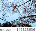 Cherry blossoms and buds 142813636