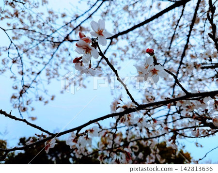 Cherry blossoms and buds Cherry blossoms and buds 142813636