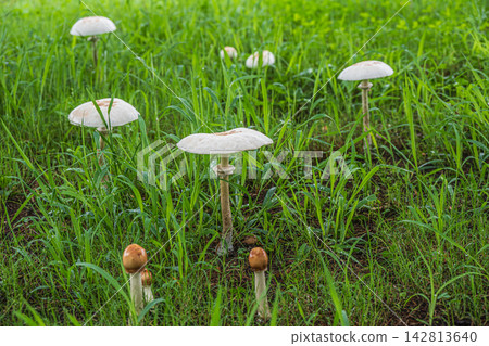 巨大的白色卡拉卡佐竹 巨大的白色卡拉卡佐竹 142813640