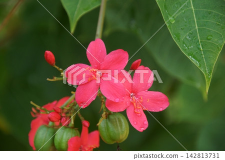 羚牛'Zakura 羚牛'Zakura 142813731