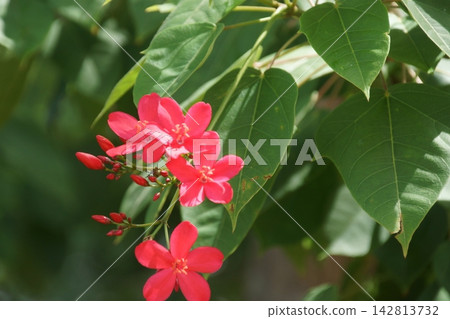 Takin 'Zakura Takin 'Zakura 142813732