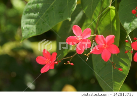 Takin 'Zakura Takin 'Zakura 142813733