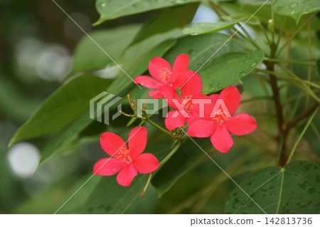 羚牛'Zakura 羚牛'Zakura 142813736