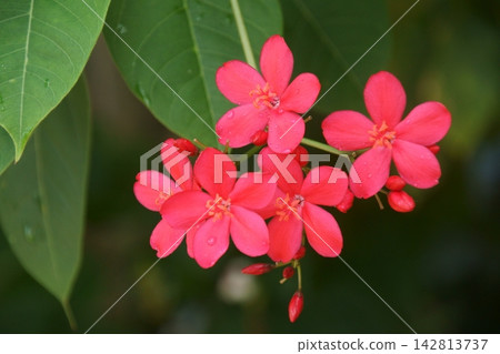 Takin 'Zakura Takin 'Zakura 142813737