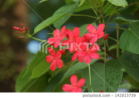 羚牛'Zakura 羚牛'Zakura 142813739