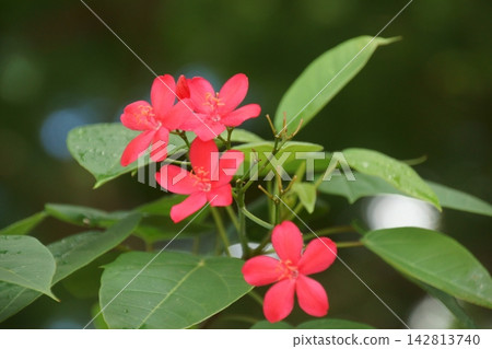 羚牛'Zakura 羚牛'Zakura 142813740