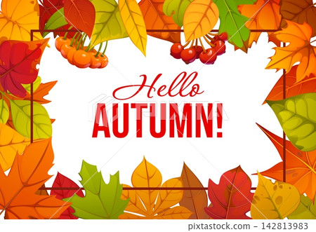Hello Autumn invitation card, cover and poster, placard or flyer for advertising banner. Hello Autumn greeting quote with frame of fall foliage with maple oak and birch leaves with rowan berries 142813983