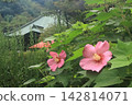  芙蓉 142814071
