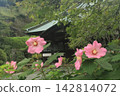 芙蓉 142814072