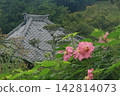  芙蓉 142814073